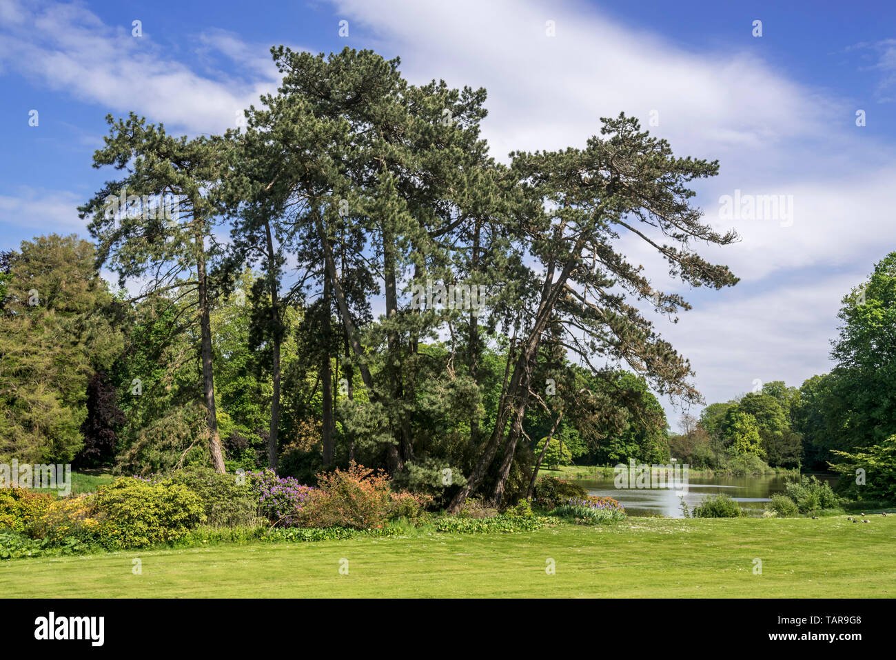 Pin noir d'Autriche / pins noirs (Pinus nigra subsp. nigra conifère les conifères), originaire d'Autriche Banque D'Images