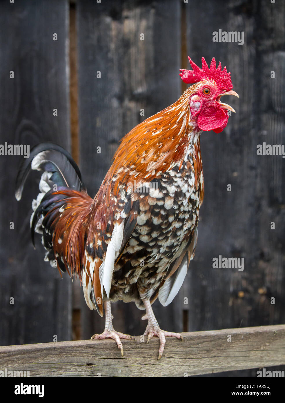 - Stoapiperl Steinpiperl Steinhendl - chant - coq - poulet en danger critique d'Autriche race en libre pâturage (Gallus gallus domesticus) Banque D'Images