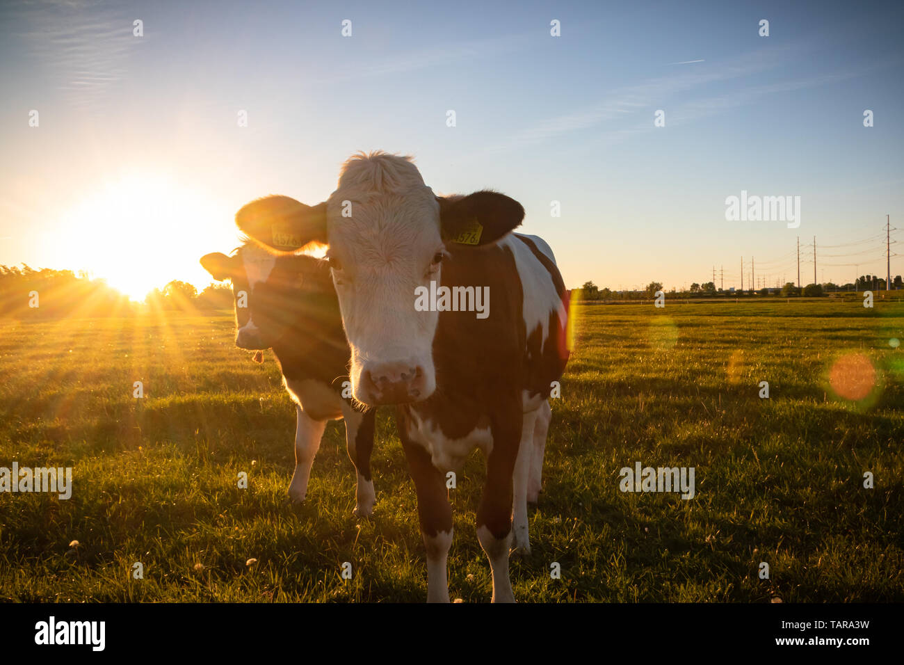 Ferme de bovins vache ranch dans les Pays-Bas, Holland Banque D'Images