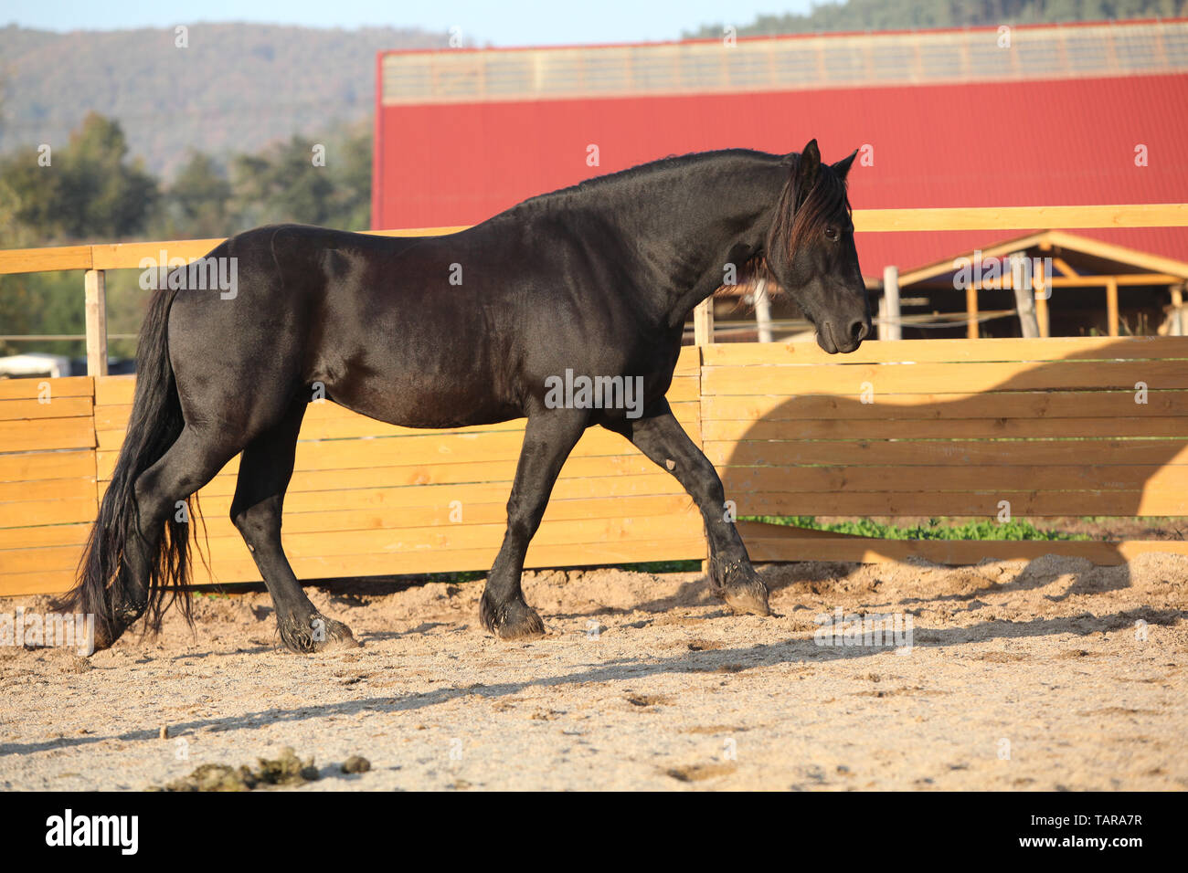 Beau cheval frison travaillant dans paddock rond Banque D'Images