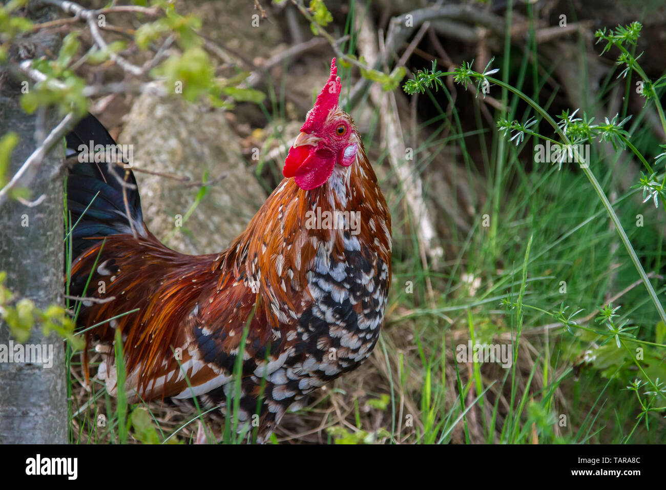 - Stoapiperl Steinpiperl Steinhendl - coq - poulet - poulet en danger critique d'Autriche en race free range (Gallus gallus domesticus) Banque D'Images