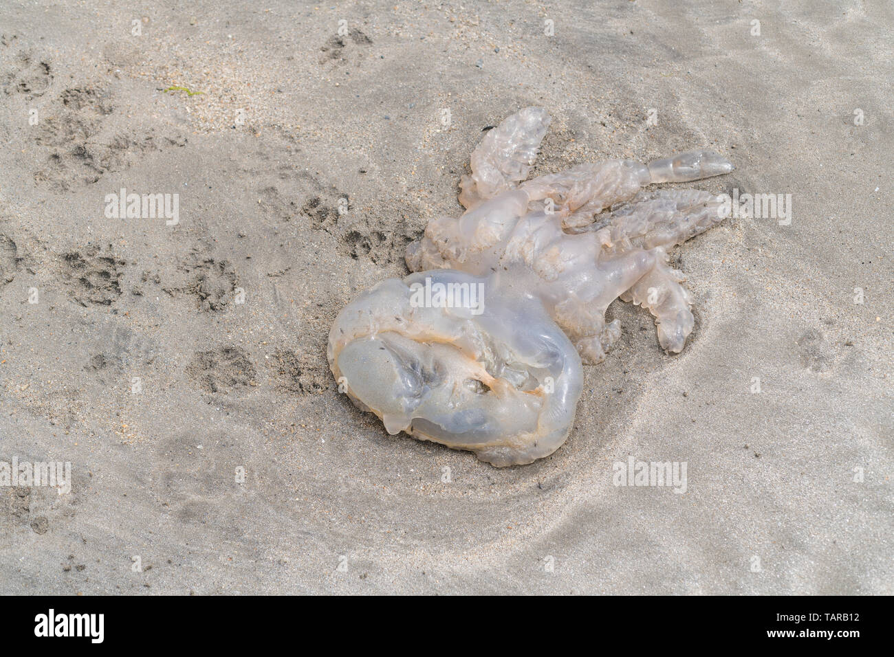 Certaines espèces de méduses morts échoués sur une plage. Yukky animaux concept. Banque D'Images