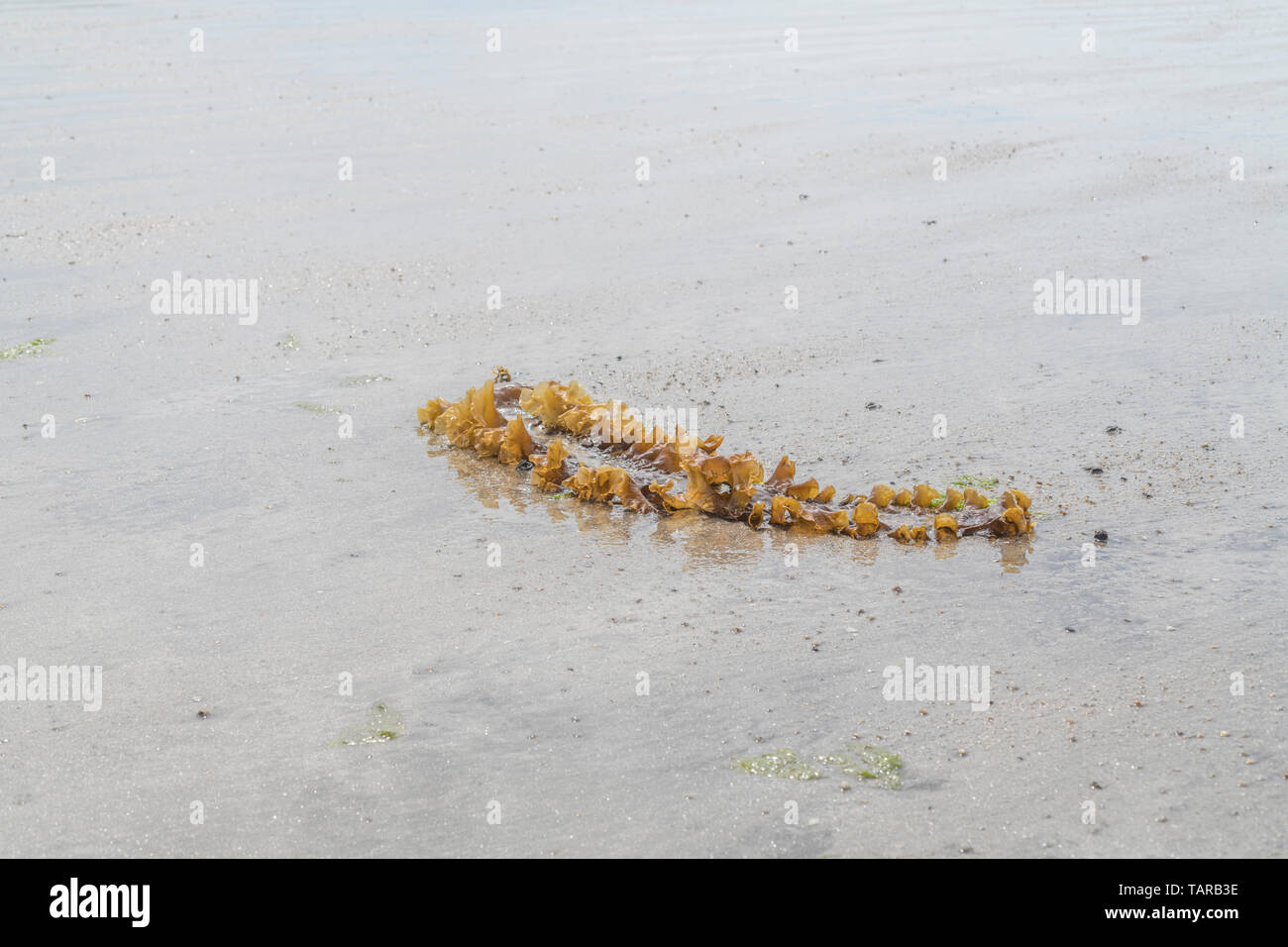 Saccharina latissima sucre / Varech Laminaria saccharina, anciennement échoués sur une plage. Peut être utilisé comme aliment lorsque fraîchement récoltés. Banque D'Images