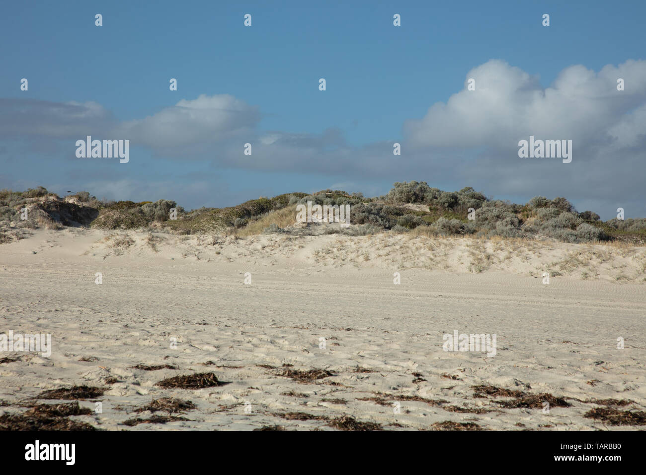 Plage et dunes de sable avec des plantes indigènes contre un ciel bleu sur Mullaloo beach, Fremantle, Perth, Australie de l'Ouest sur un après-midi de mai. Banque D'Images