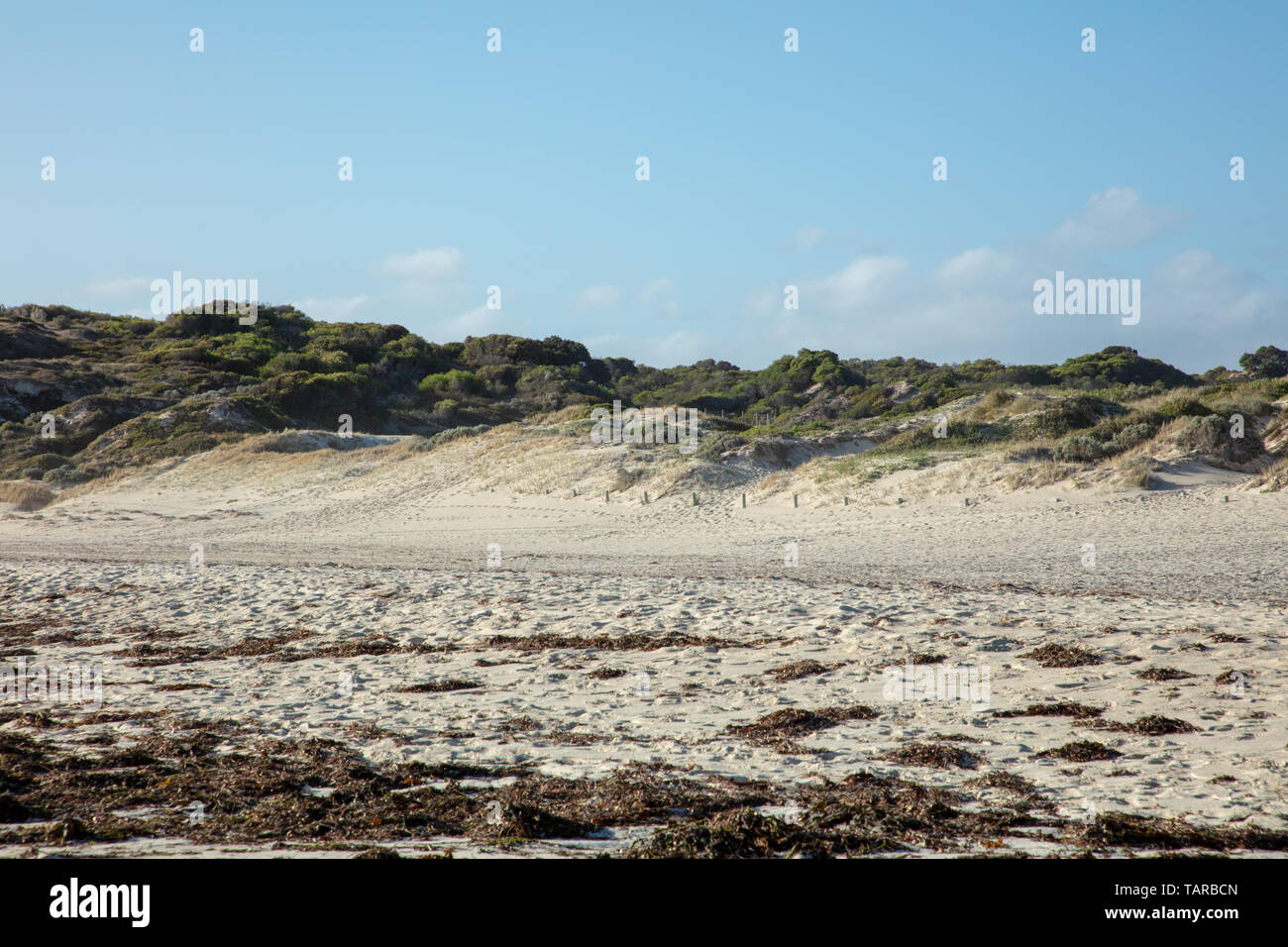 Plage et dunes de sable avec des plantes indigènes contre un ciel bleu sur Mullaloo beach, Fremantle, Perth, Australie de l'Ouest sur un après-midi de mai. Banque D'Images