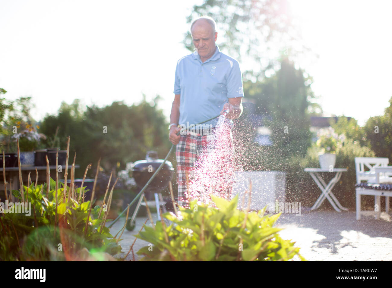 L'arrosage des plantes dans le jardin, l'été Banque D'Images