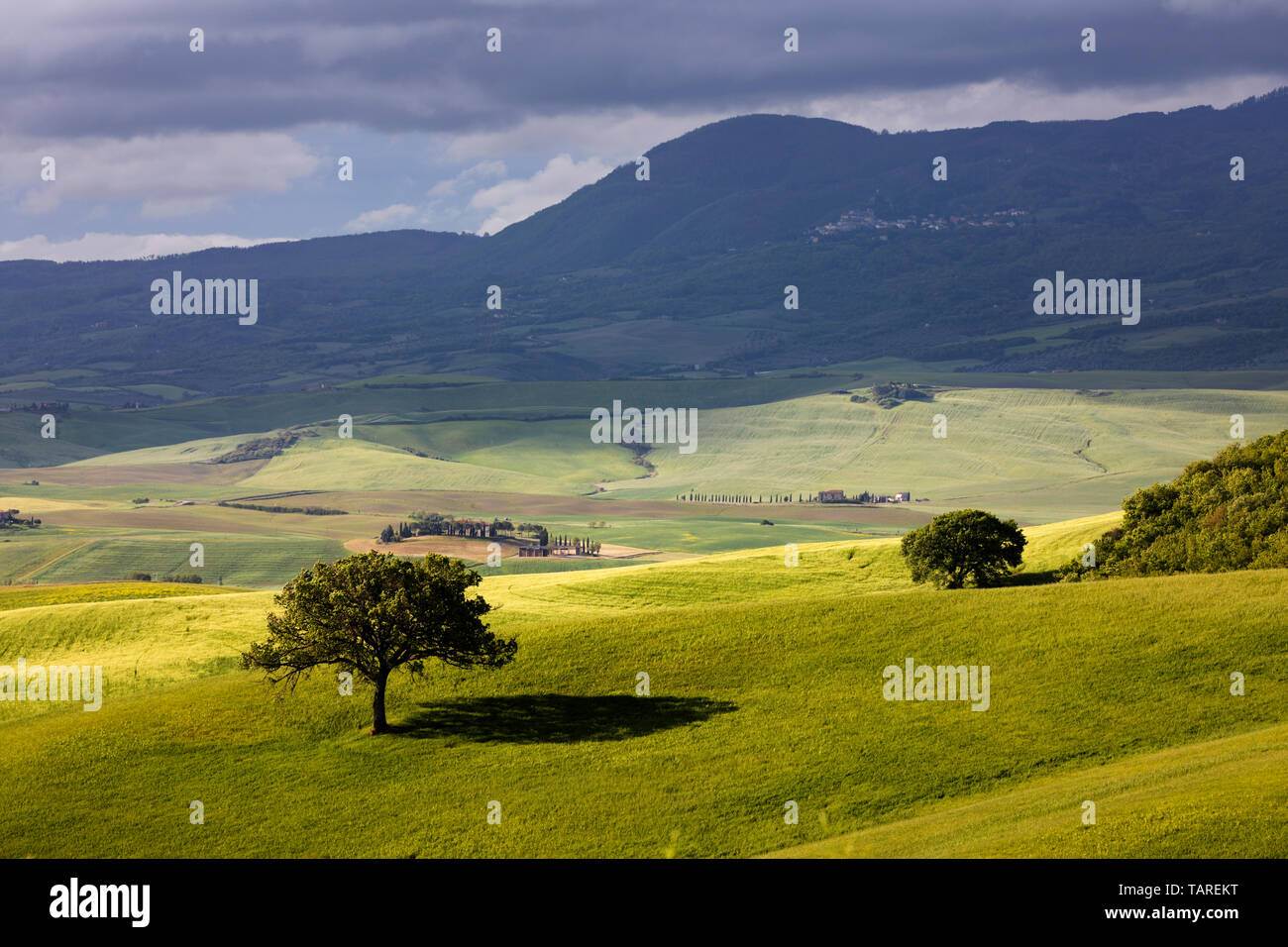 Arbre isolé dans green field, San Quirico d'Orcia, Province de Sienne, Toscane, Italie, Europe Banque D'Images