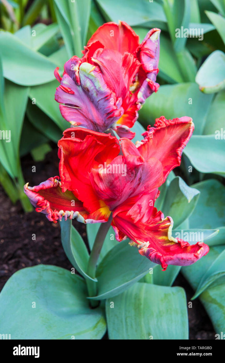 Close up of tulip un Rococo tulipe rouge avec une plume verte et jaune flash la teinte. En forme de coupe ouverte appartenant à la Division 10 groupe Parrot tulip Banque D'Images
