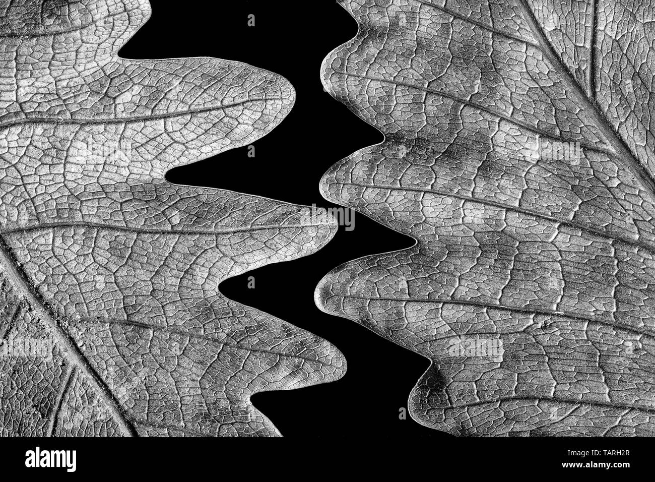 Feuilles juxtaposées en noir et blanc Banque D'Images