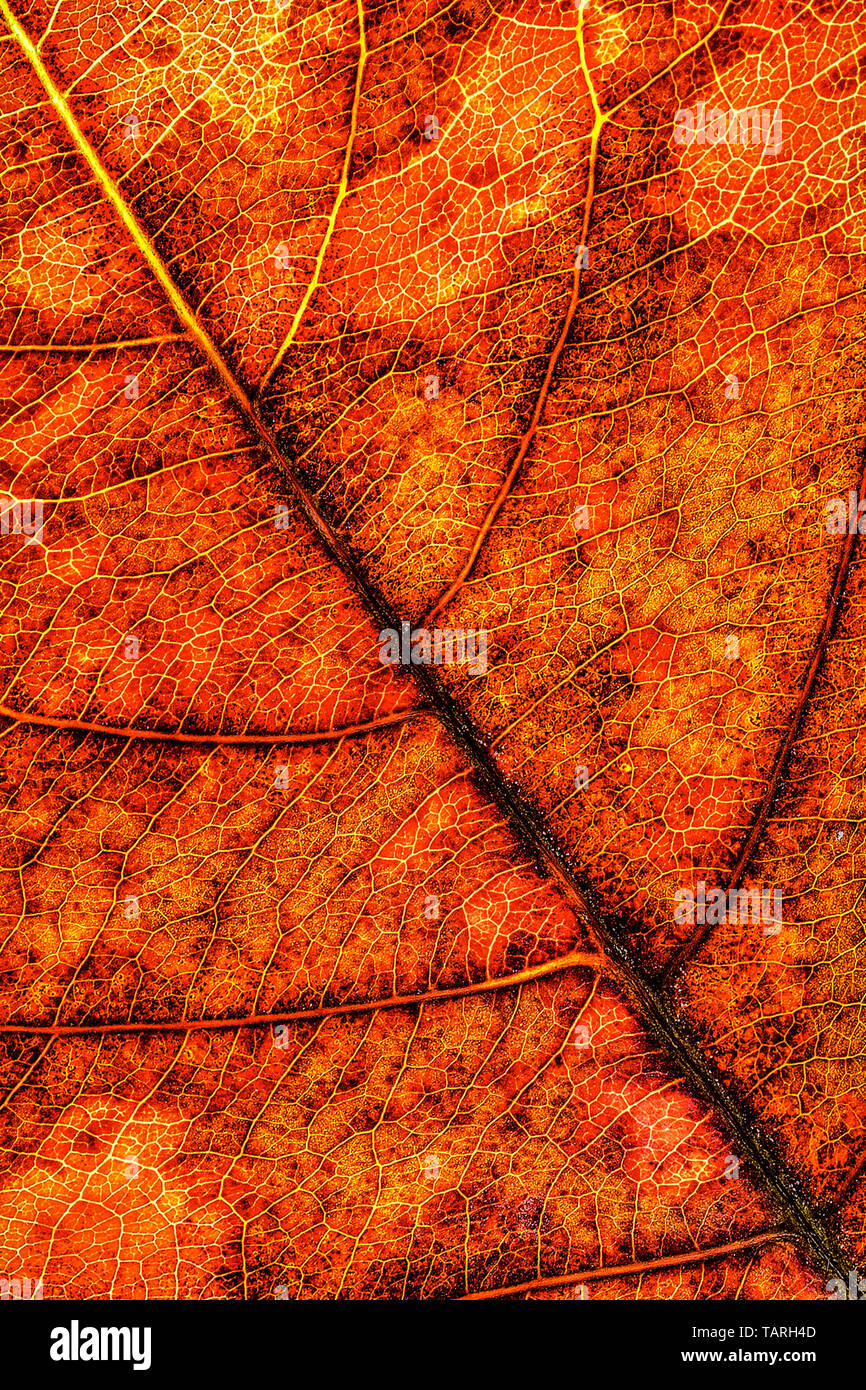 La texture des feuilles en macro Banque D'Images