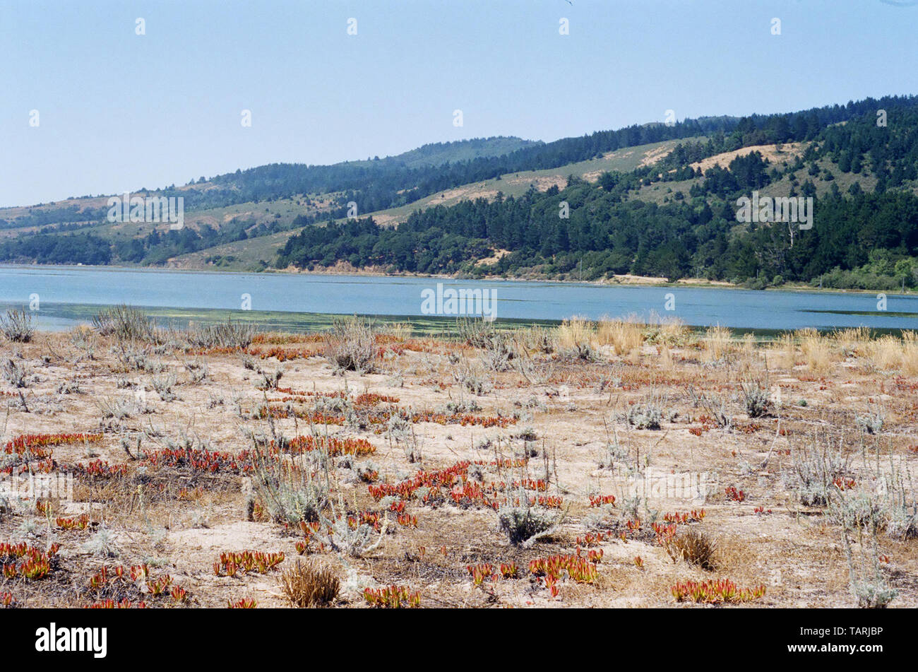 Bolinas lagoon avec Mt. Tam derrière et iceplant et plantes sèches dans l'avant-plan Banque D'Images