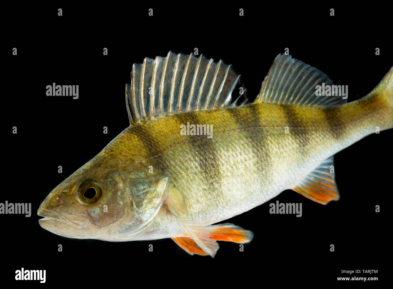 Un espace européen de la perche, Perca fluviatilis, sur un fond noir. Au Royaume-Uni, la perchaude est classé comme un poisson commun et est populaire auprès des pêcheurs. Un poisson commun Banque D'Images