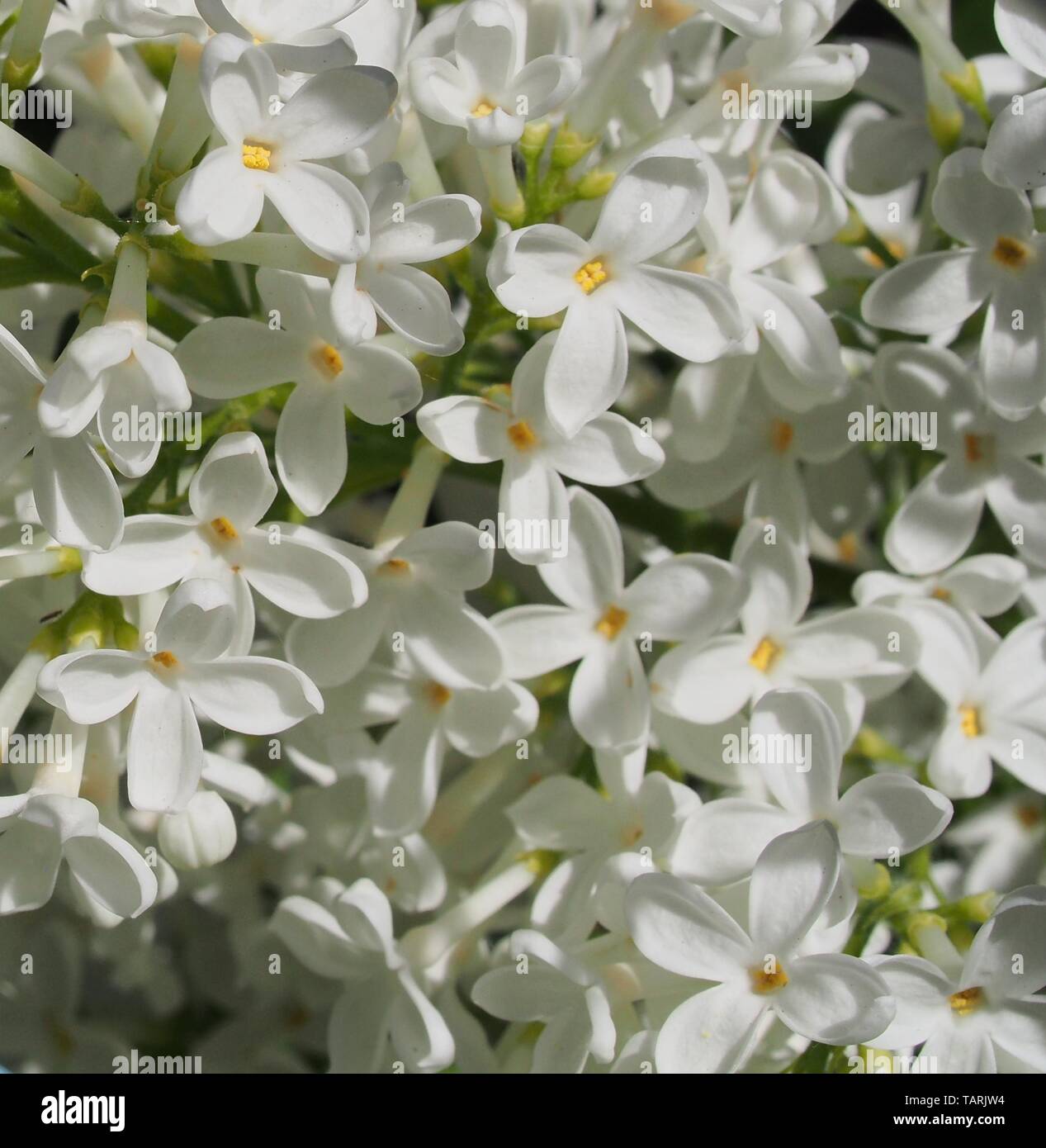 Bouquet de lilas blanc peu de fleurs. C'est le printemps. Close up. Banque D'Images
