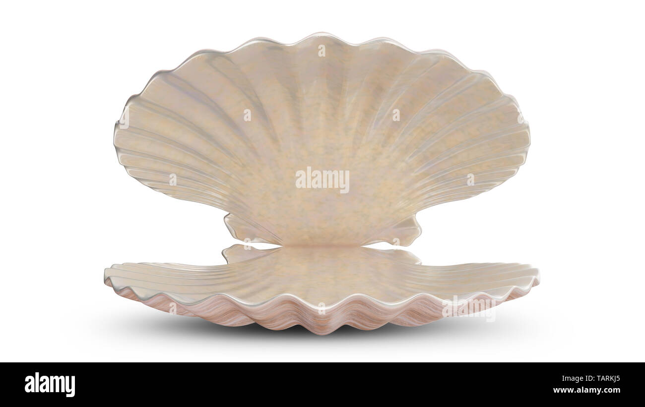 Coquillage vide. Pour votre bannière, affiche, logo. Vide, vide, coquillages de mer isolé sur fond blanc. 3d illustration Banque D'Images