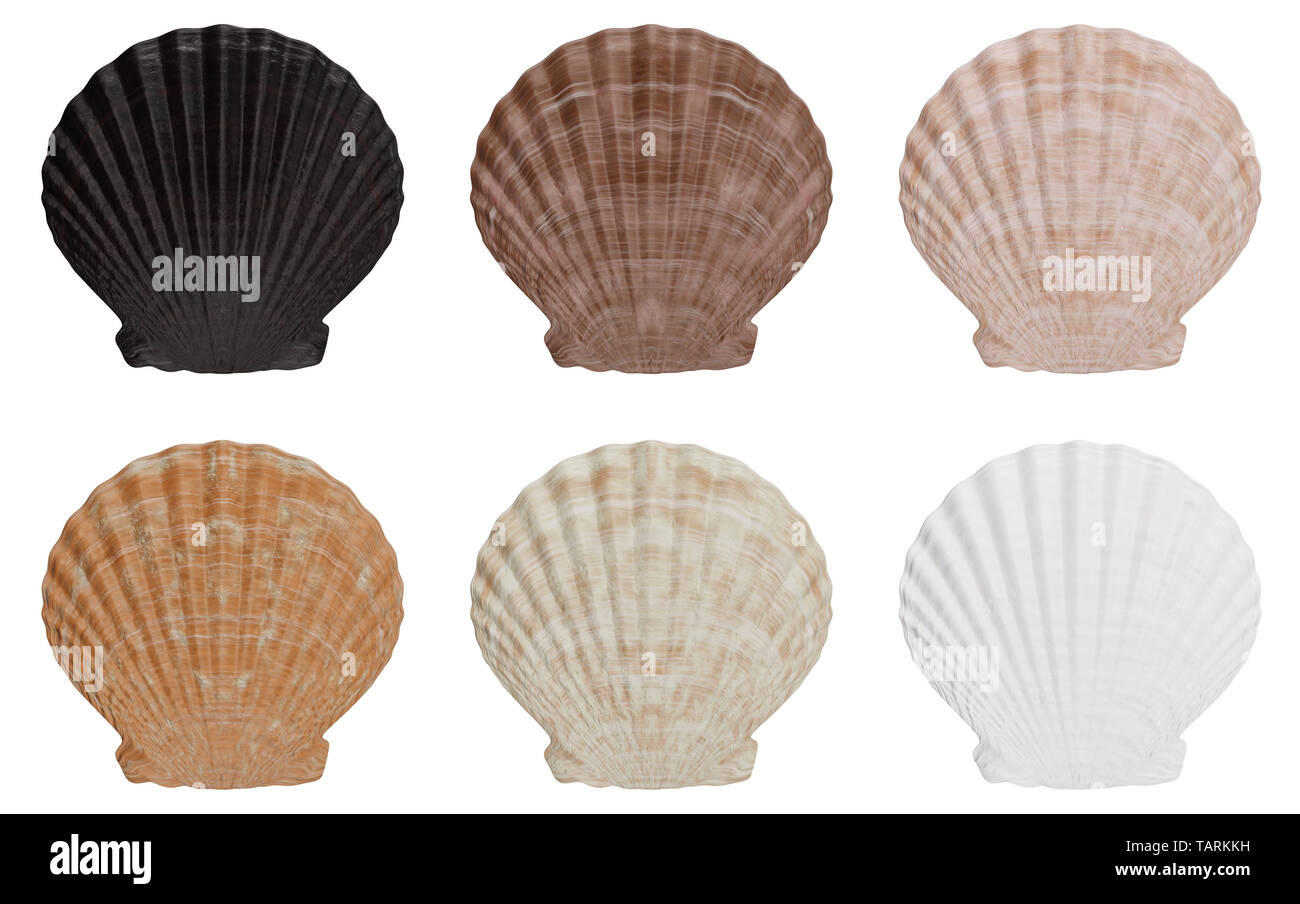 Jeu de sea shell côté extérieur isolé sur fond blanc avec l'ombre. Sea Shell vue avant. 3D illustration Banque D'Images