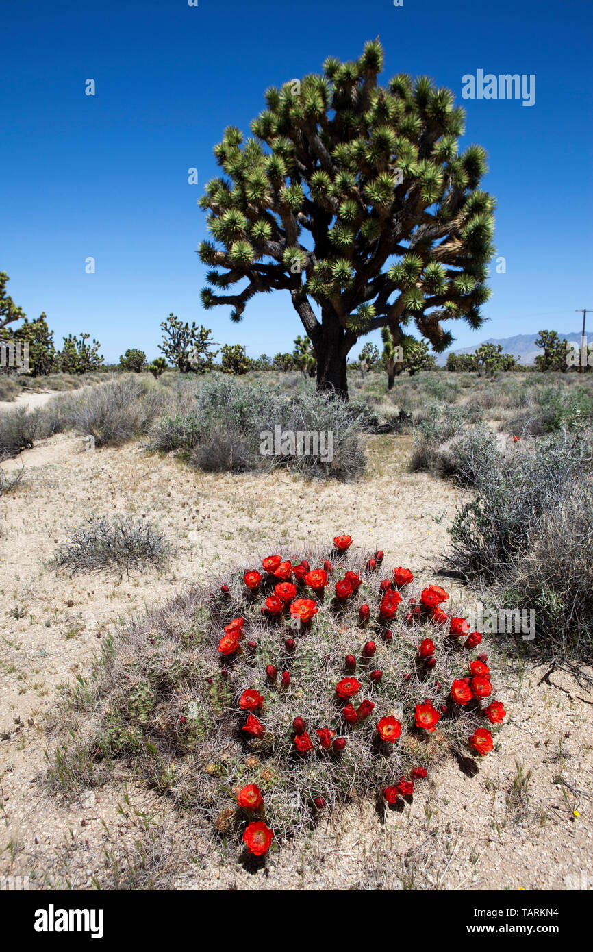Joshua tree (Yucca brevifolia) et Claret cup (cactus Echinocereus triglochidiatus). Mojave National Preserve, Californie Banque D'Images