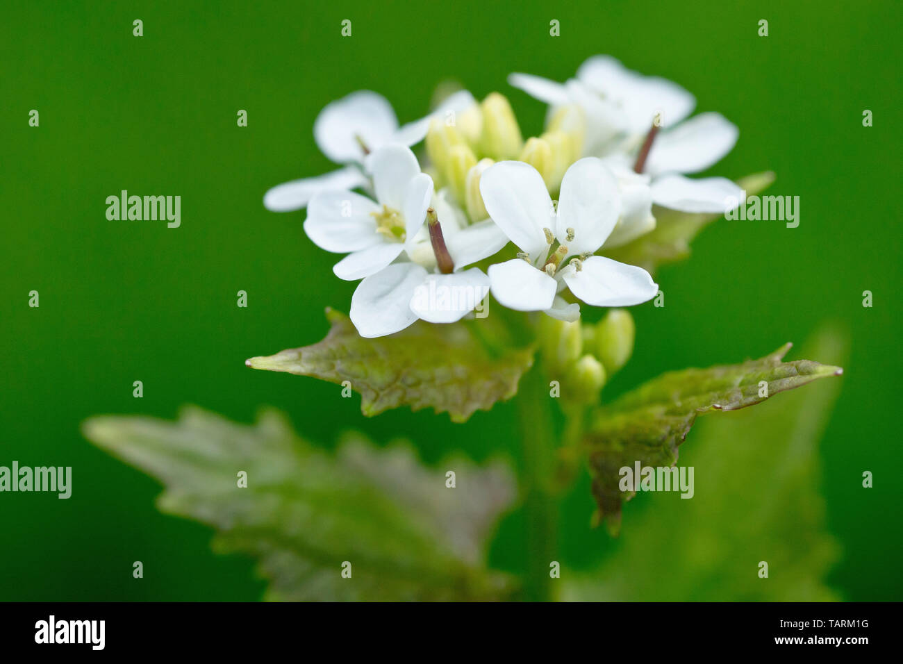 L'alliaire officinale (Alliaria petiolata), également connu sous le nom de Jack-par-la-haie, Close up d'un solitaire flowerhead. Banque D'Images