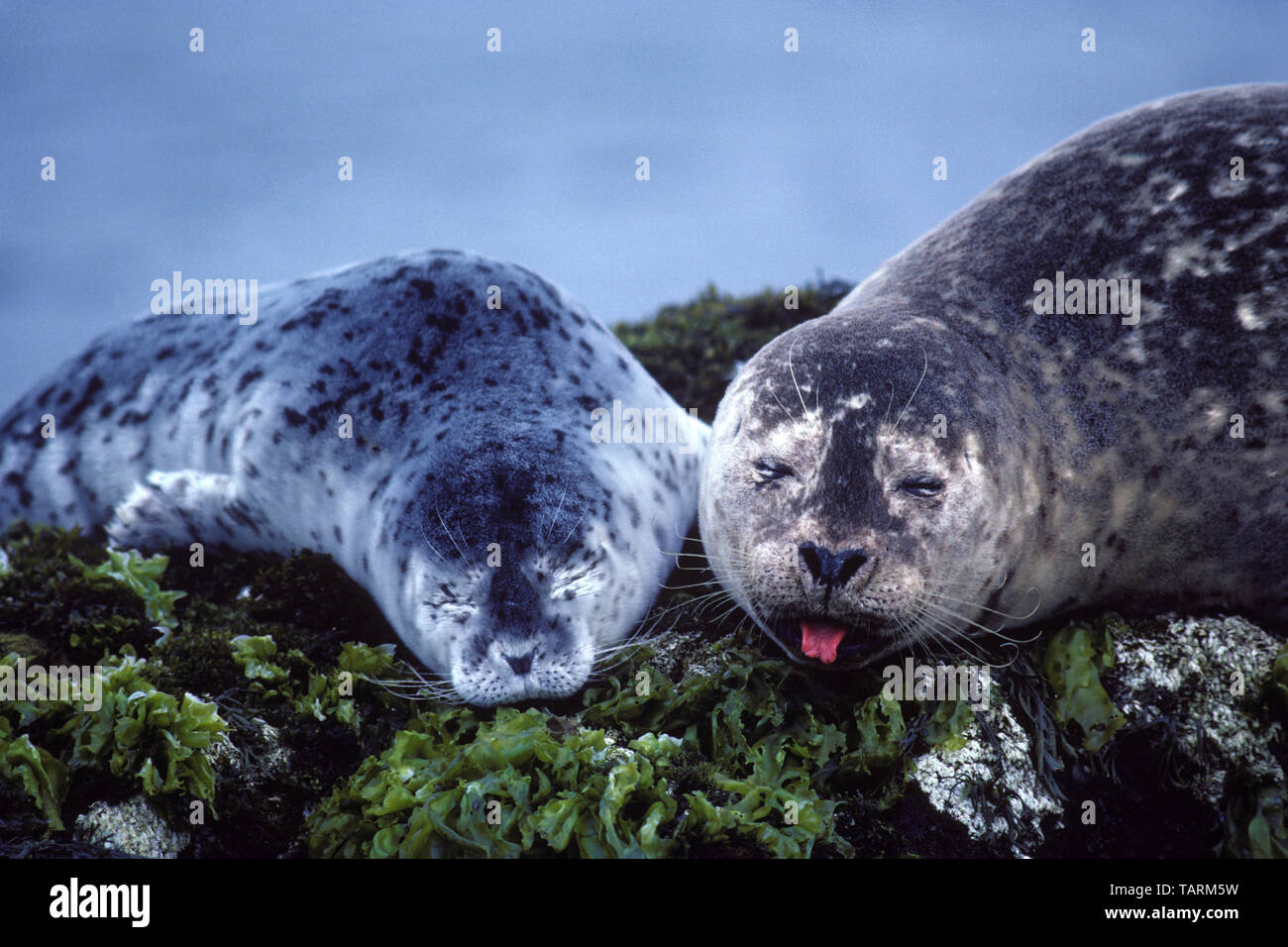 - Phoque commun Phoca vitulina, mère et petit. Monterey Bay National Marine Sanctuary, California, USA Banque D'Images