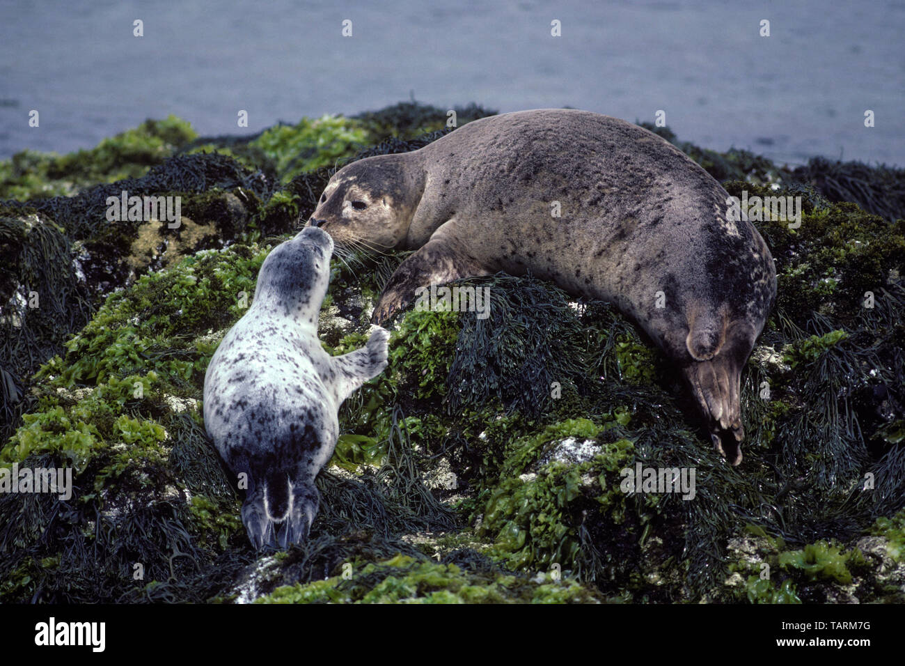 - Phoque commun Phoca vitulina, mère et petit. Monterey Bay National Marine Sanctuary, California, USA Banque D'Images