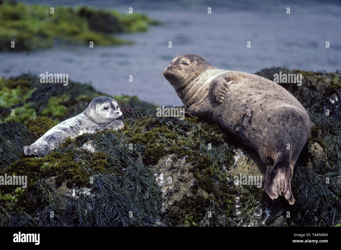 - Phoque commun Phoca vitulina, mère et petit. Monterey Bay National Marine Sanctuary, California, USA Banque D'Images