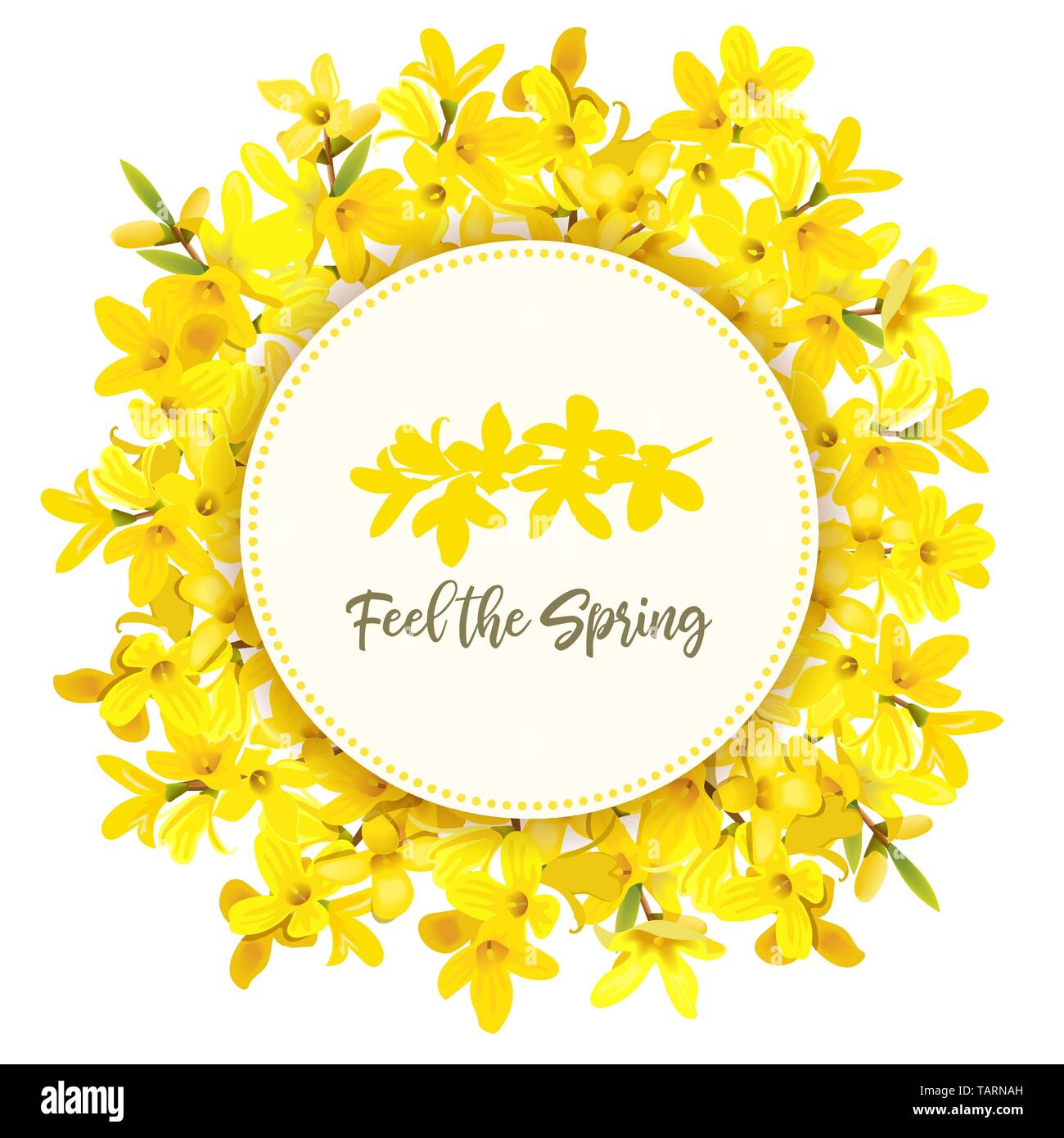 Sentir le printemps. Forsythia suspensa cadre. Modèle de carte. Cercle rond badge. épanouissement branche jaune boîtier. Golden Bell, fleurs de la boxe. Vector Illustration de Vecteur