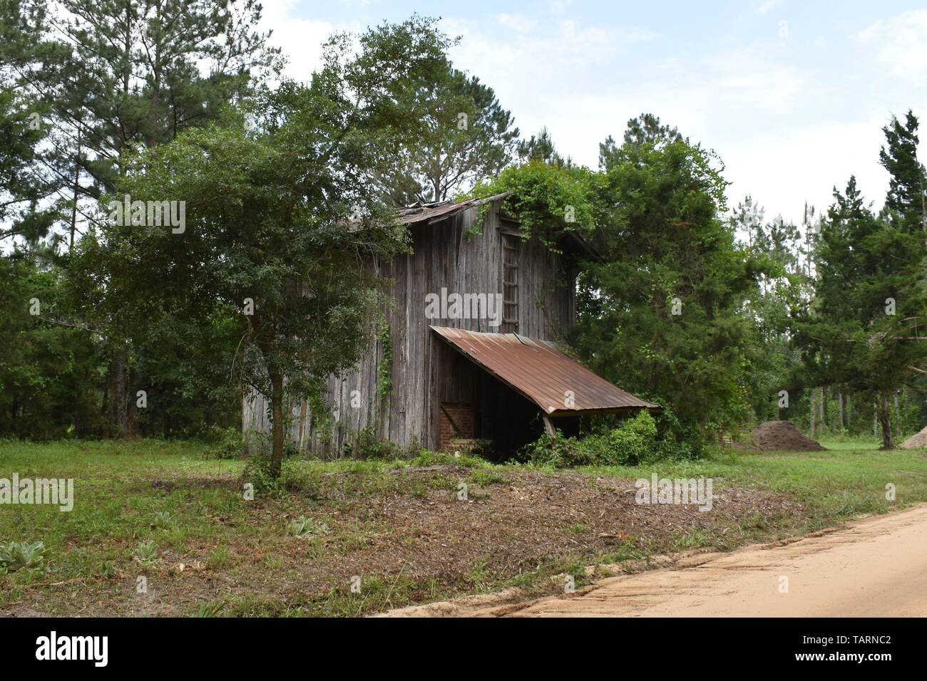Tournant du siècle grange à foin caché dans une forêt de pins et de chênes du sud. Banque D'Images