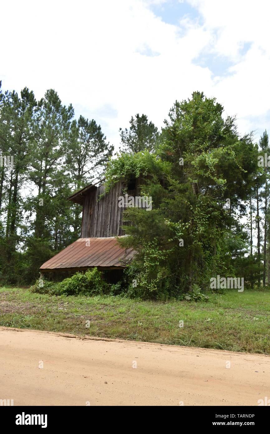 Tournant du siècle grange à foin caché dans une forêt de pins et de chênes du sud. Banque D'Images