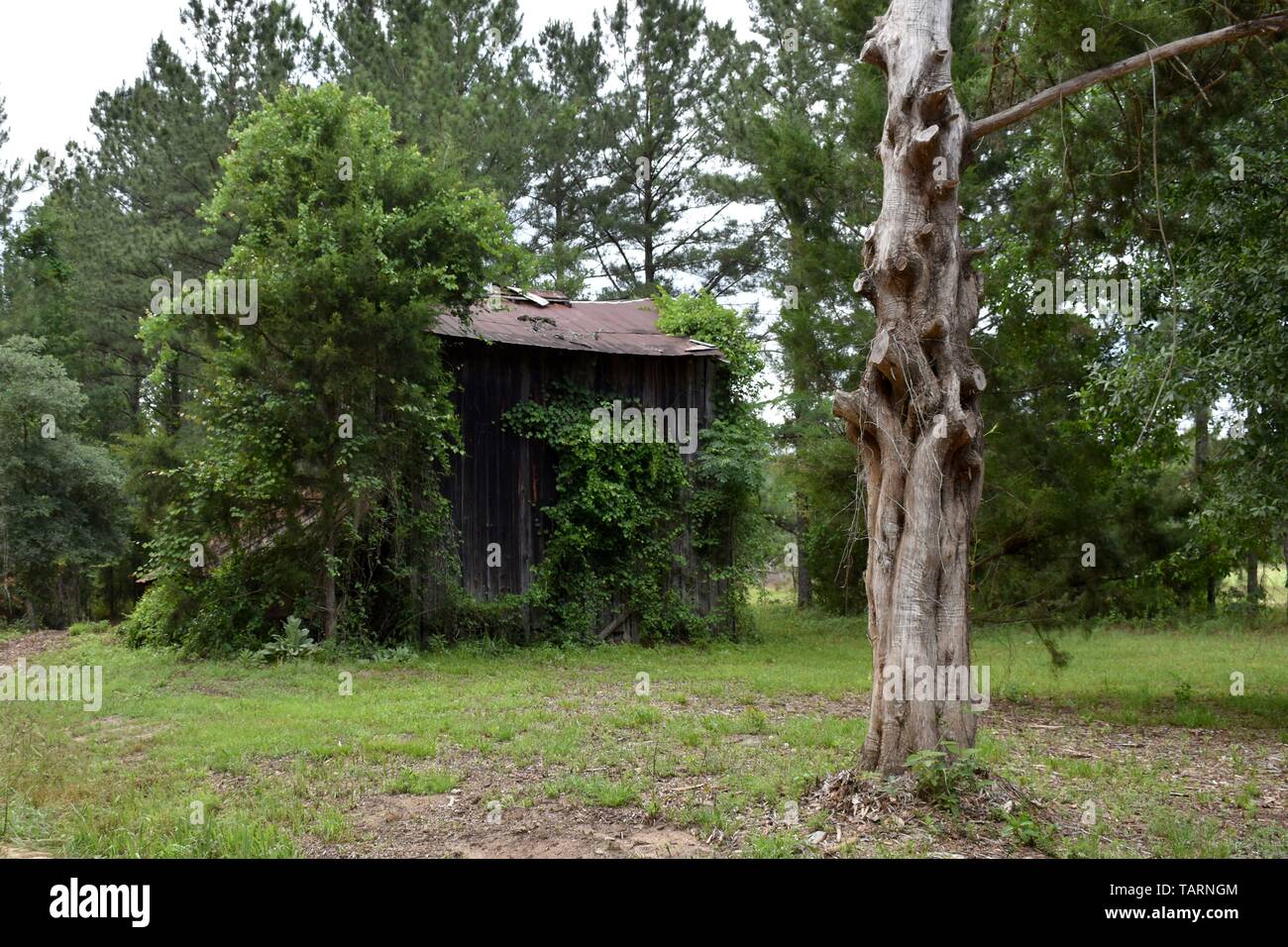 Tournant du siècle grange à foin caché dans une forêt de pins et de chênes du sud. Banque D'Images