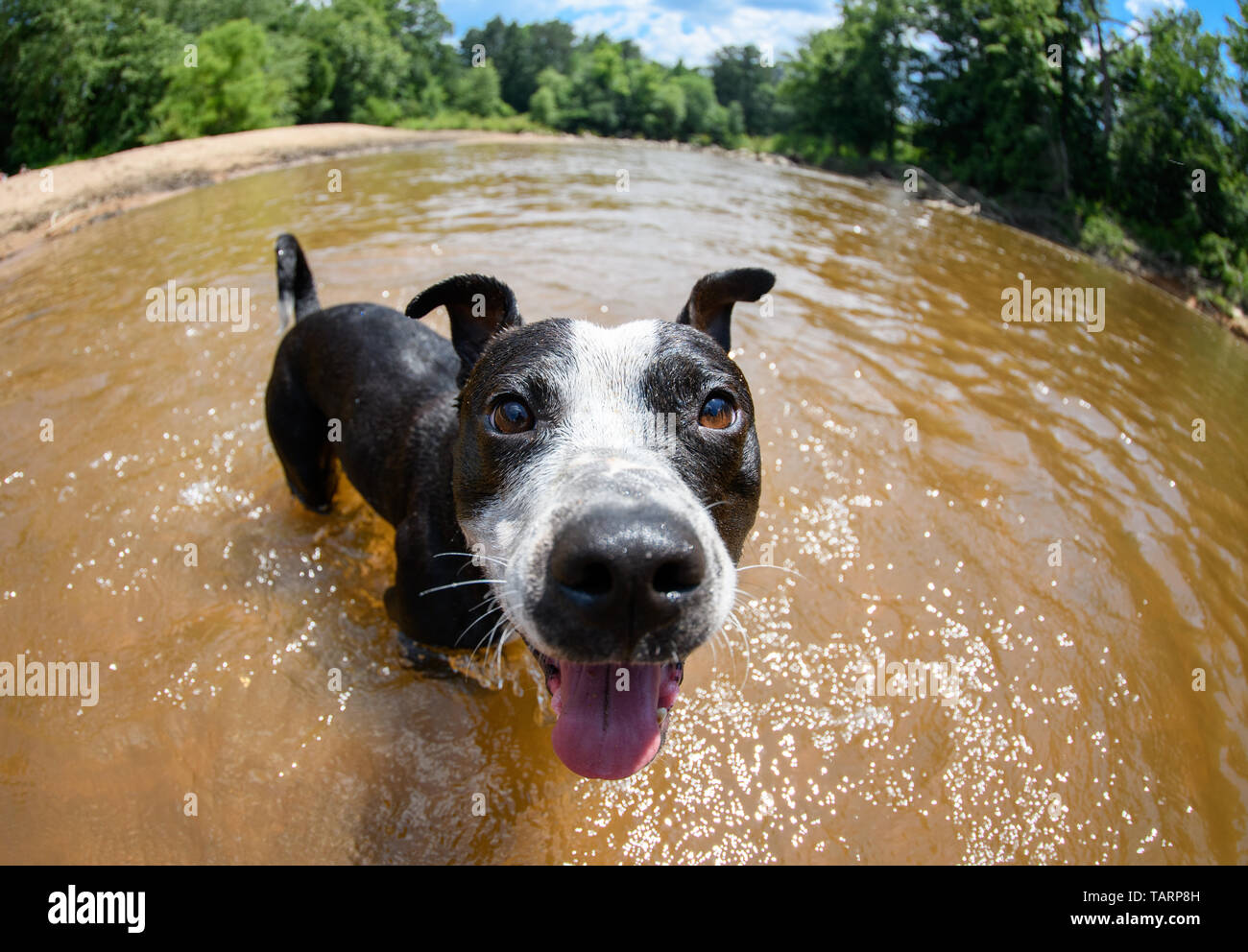 Pitubll en noir et blanc jouant dans l'eau à la rivière s'approcher avec un objectif fisheye Banque D'Images