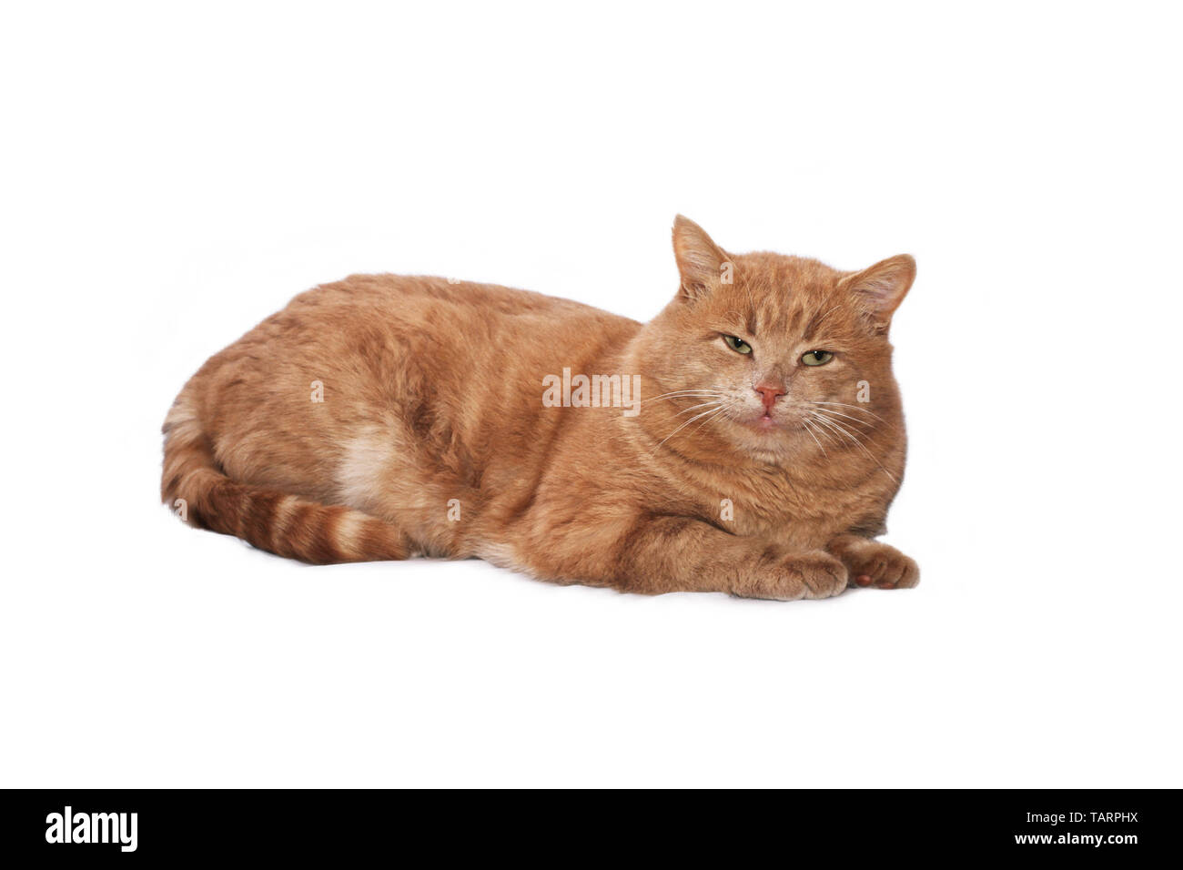 Chat Roux Aux Yeux Verts Allonge Sur Un Drap Blanc Contre Un Fond Blanc Photo Stock Alamy