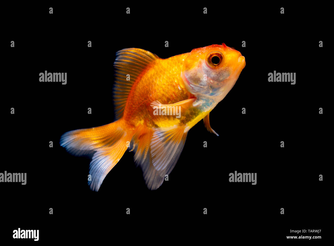 Poisson rouge poisson rouge ou piscine isolé sur fond noir. Banque D'Images