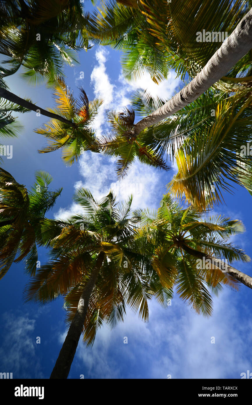 À la recherche jusqu'à des palmiers contre un bleu ciel tropical à Puerto Rico Banque D'Images