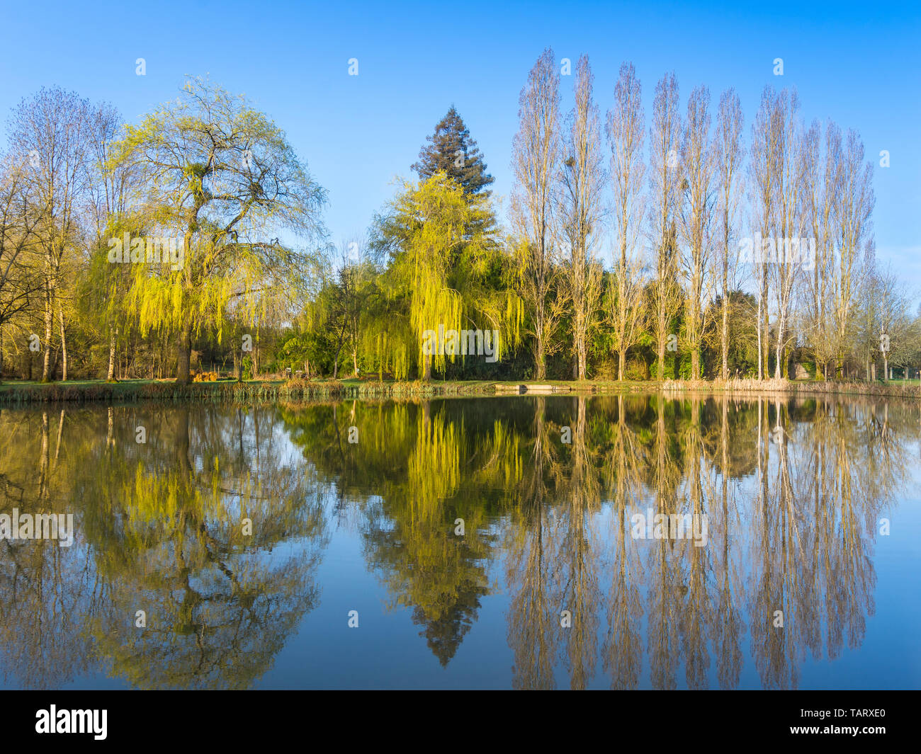 Printemps reflet d'arbres dans un parc lac. Banque D'Images