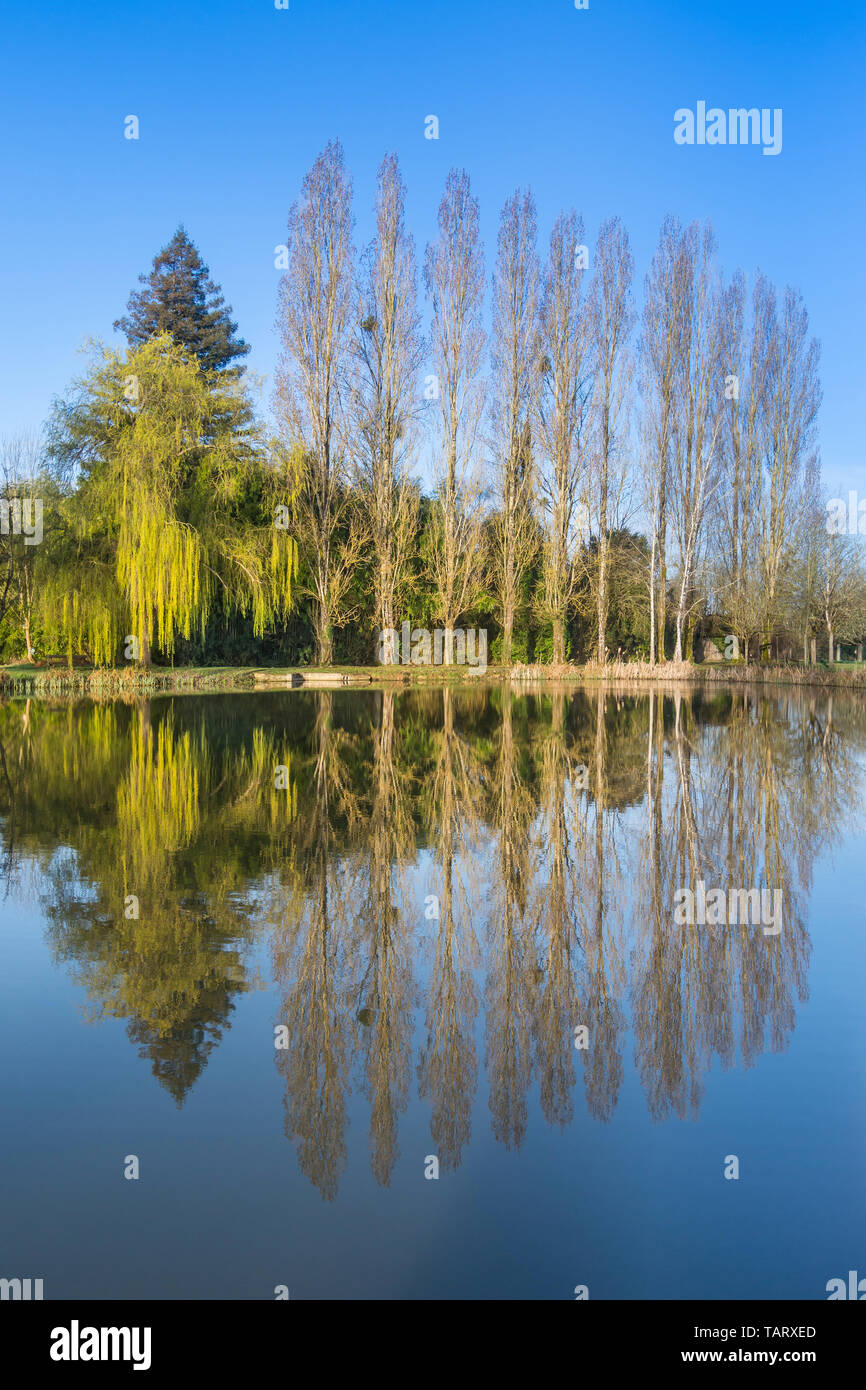 Printemps reflet d'arbres dans un parc lac. Banque D'Images