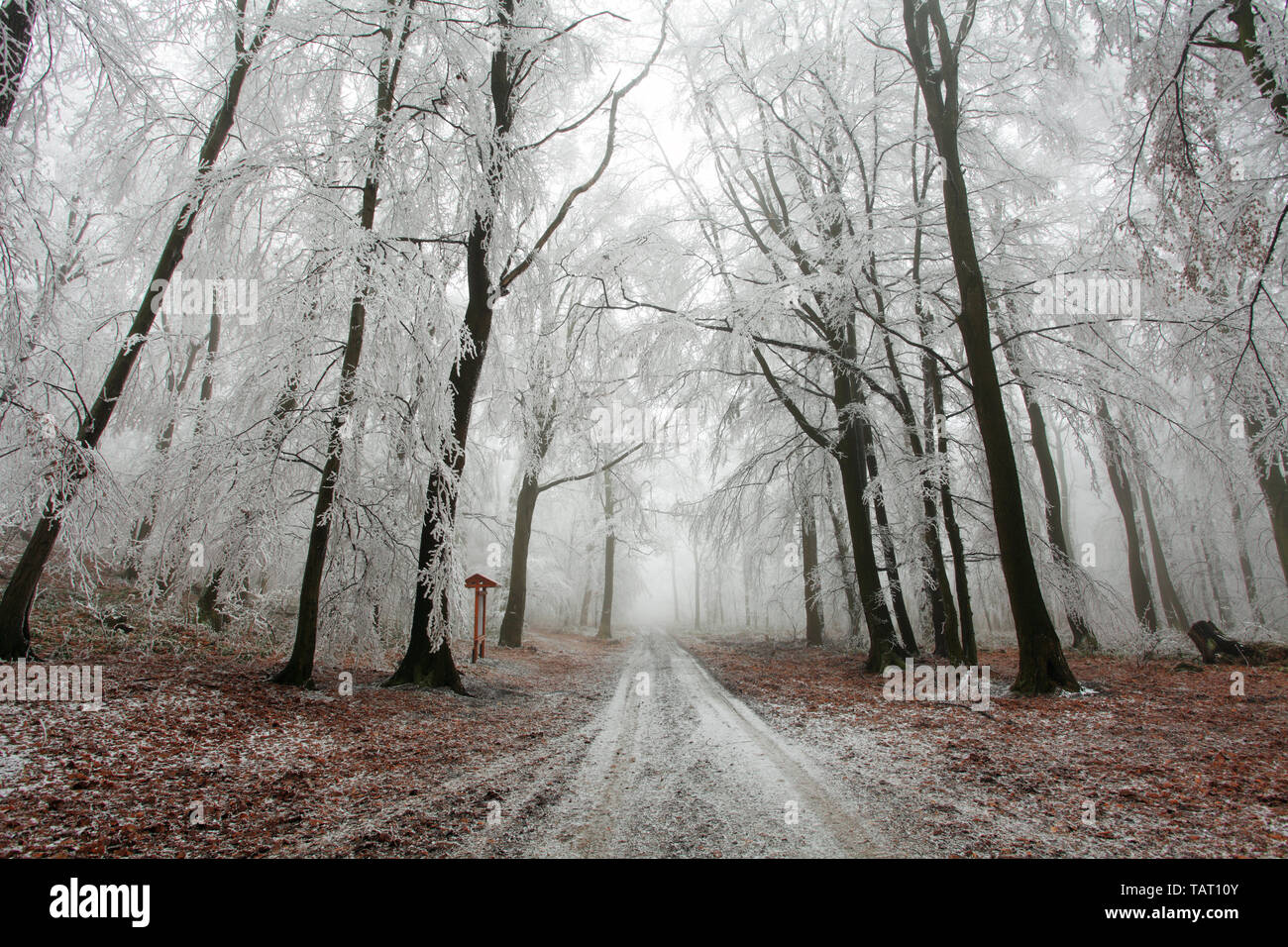 Forêt de brouillard d'hiver à Banque D'Images