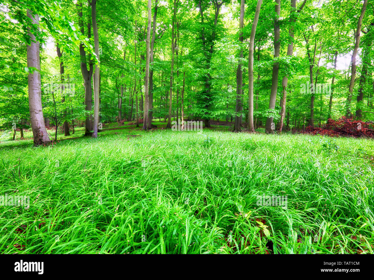 Paysage de forêt avec de l'herbe bien verte et des bois au printemps Banque D'Images