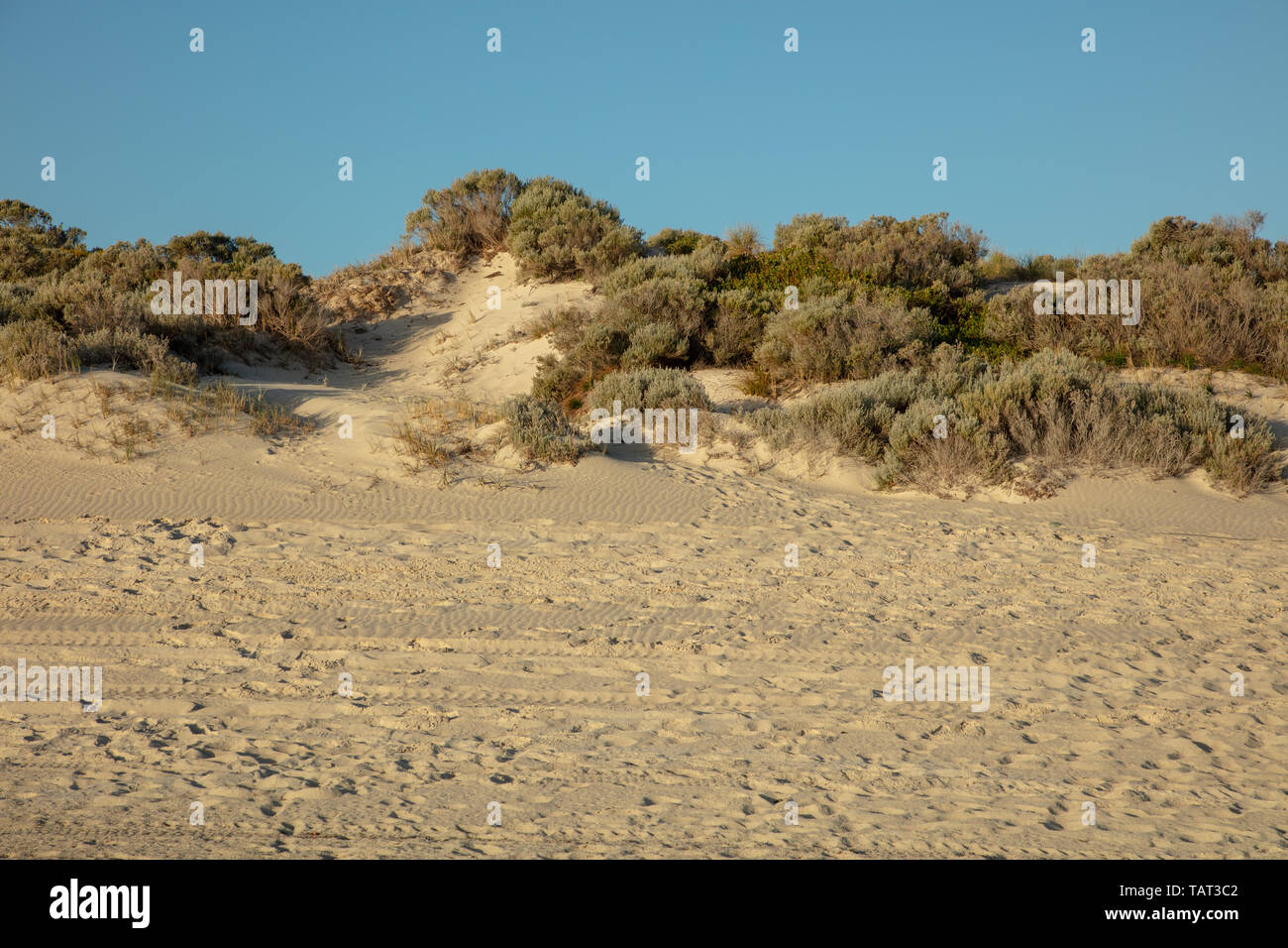 Plage et dunes de sable avec des plantes indigènes à Mullaloo beach, Fremantle, Perth, Australie de l'Ouest sur une fin d'après-midi avant le coucher du soleil en mai. Banque D'Images