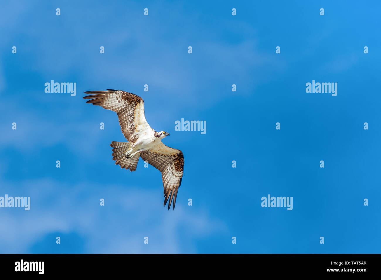 Balbuzard pêcheur (Pandion haliaetus) survolant le golfe du Mexique. Fort Myers Beach. La Floride. USA Banque D'Images Balbuzard pêcheur (Pandion haliaetus) survolant le golfe du Mexique. Fort Myers Beach. La Floride. USA Banque D'Images