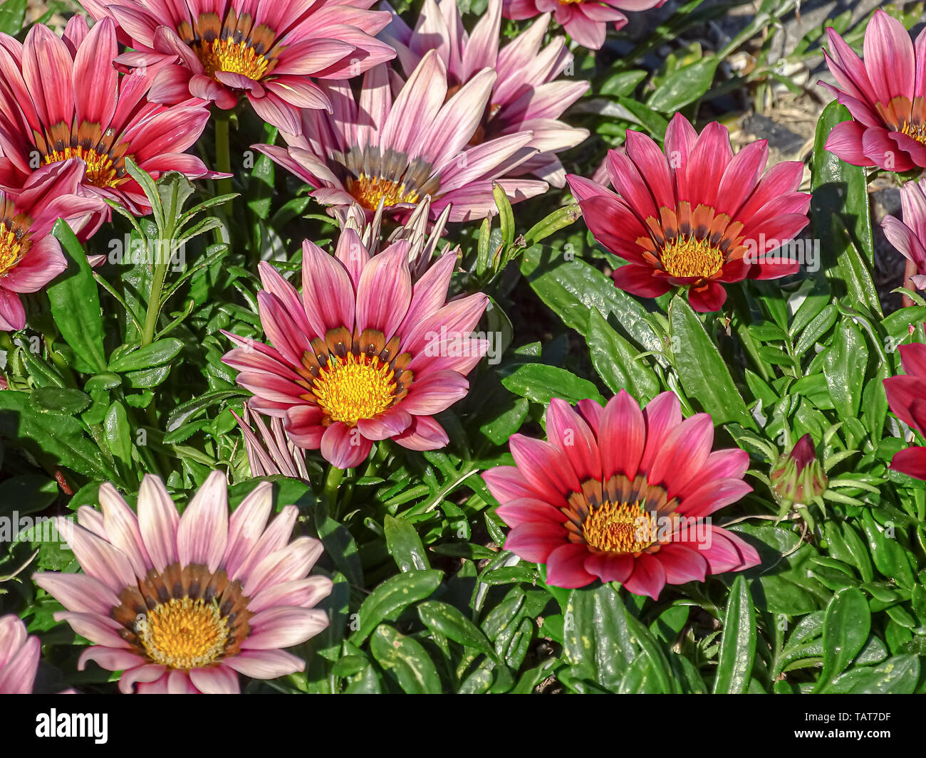 Fleurs au trésor Banque de photographies et d'images à haute résolution -  Alamy