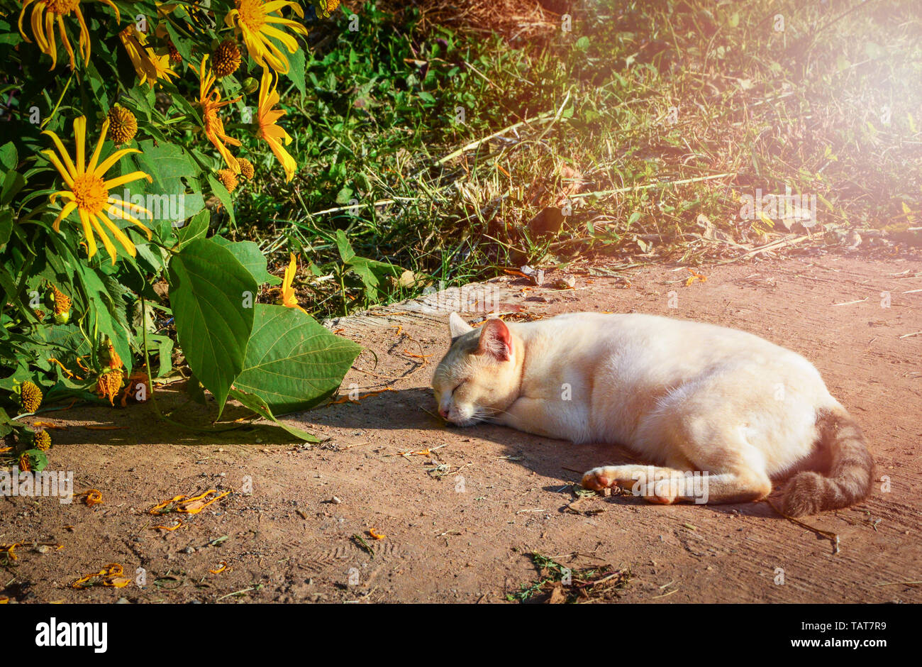 L'animal cat sleeping lying vous détendre sur plancher de béton le matin Banque D'Images