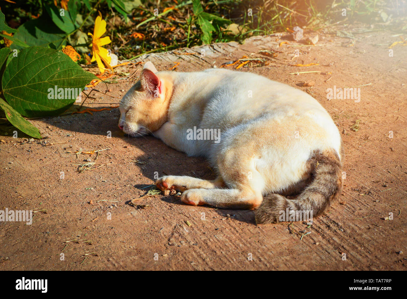 L'animal cat sleeping lying vous détendre sur plancher de béton le matin Banque D'Images