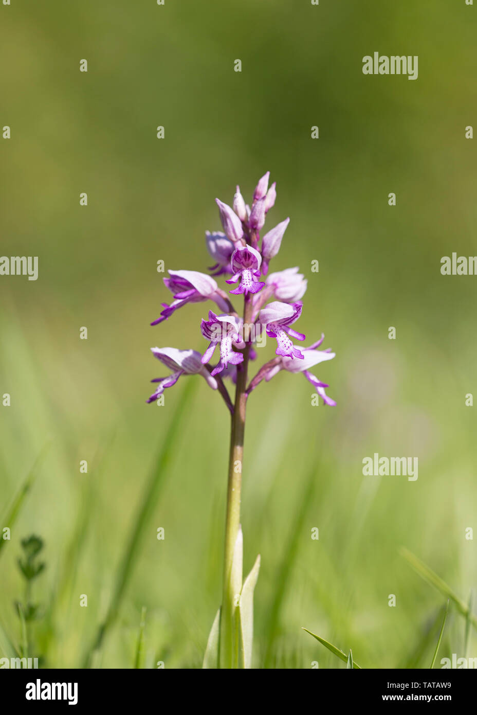 Orchidée militaire (Orchis militaris), Wild Flower growing in field, España Banque D'Images