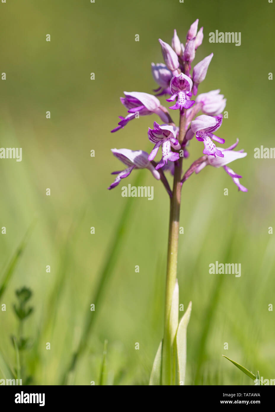 Close up of a military Orchid (Orchis militaris), Bois Homefield, España Banque D'Images
