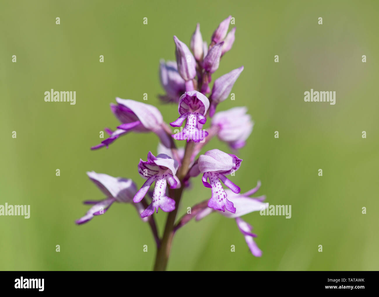 Orchidée militaire (Orchis militaris), Wild Flower macro, UK Banque D'Images