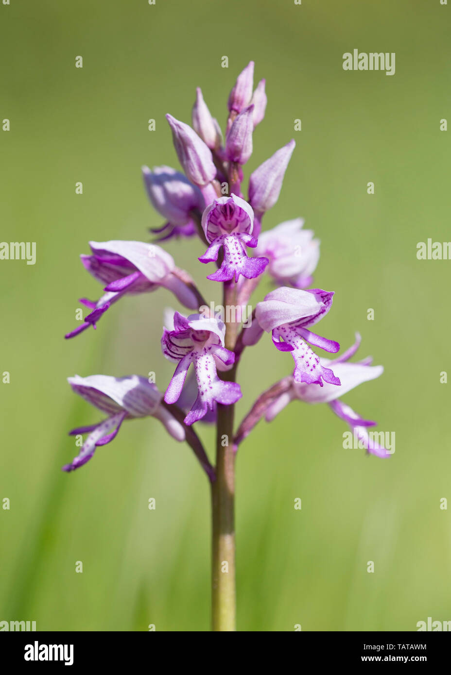 Orchidée militaire (Orchis militaris) en fleur, gros plan, UK Banque D'Images