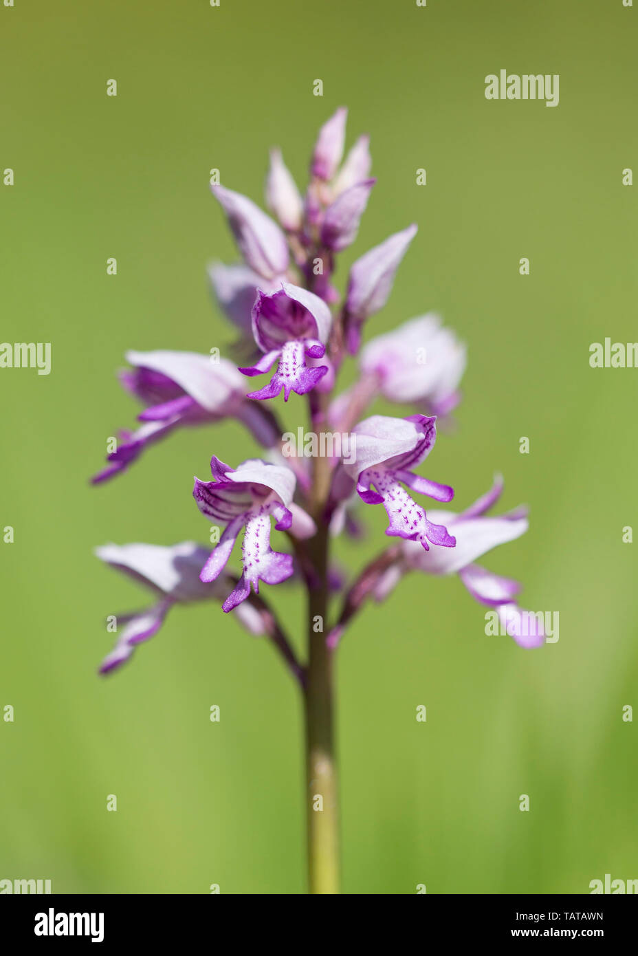 Orchidée militaire (Orchis militaris) en fleur, Close up, UK Banque D'Images