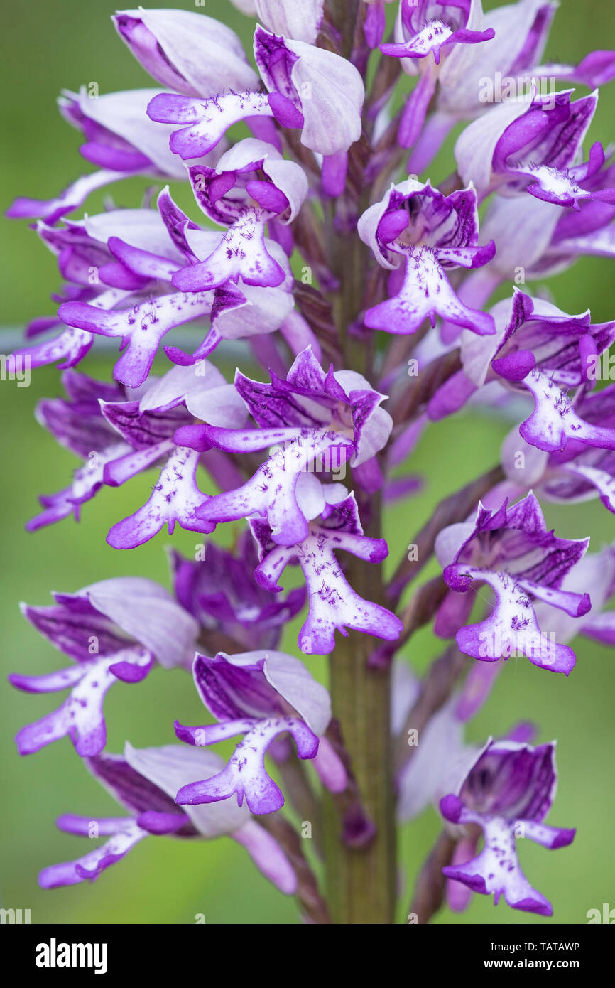 Orchidée militaire (Orchis militaris), close up detail de pétales de fleurs violet et blanc, UK Banque D'Images