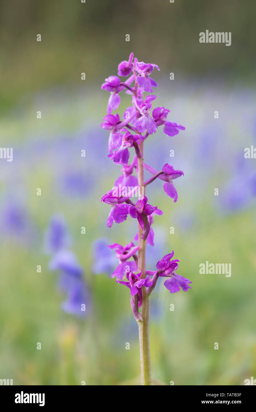 Early Purple Orchid (Orchis mascula) avec fond bleu gris formé par bluebells Banque D'Images