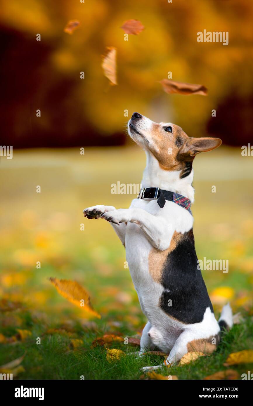 La mendicité Jack-Russell-Terrier-Mongrel Banque D'Images