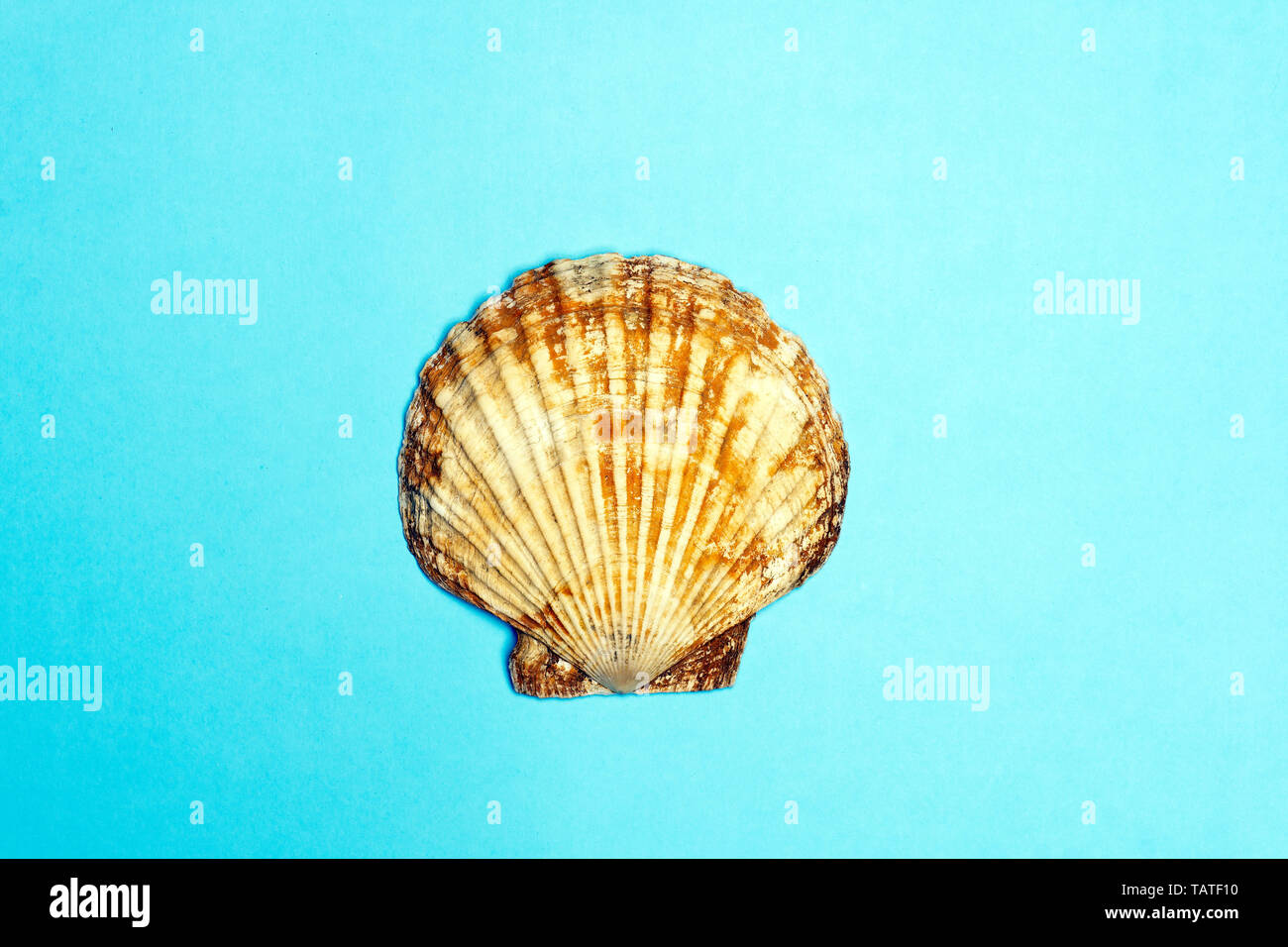 Ocean shell (sea shell) isolé sur fond de couleur. La texture du shell, concept minimal Banque D'Images